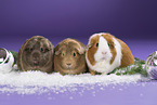3 guinea pigs