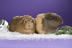 2 guinea pigs
