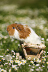 smooth-haired guinea pig