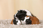 Abyssinian guinea pig