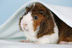 Abyssinian guinea pig