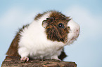 Abyssinian guinea pig