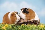 smooth-haired guinea pig