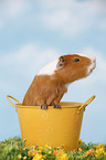 smooth-haired guinea pig