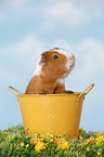 smooth-haired guinea pig