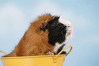 Abyssinian guinea pig