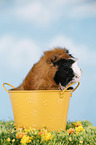 Abyssinian guinea pig