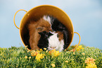 Abyssinian guinea pig
