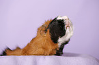Abyssinian guinea pig