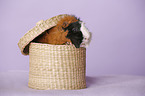 Abyssinian guinea pig