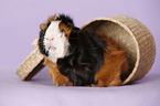 Abyssinian guinea pig
