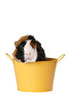 Abyssinian guinea pig
