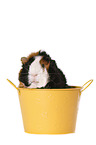 Abyssinian guinea pig
