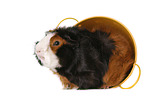 Abyssinian guinea pig