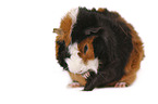 Abyssinian guinea pig