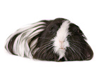 longhaired guinea pig