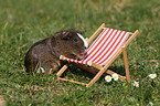 smooth haired guinea pig