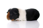 Teddy guinea pig