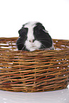 smoothhaired guinea pig