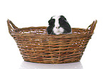 smoothhaired guinea pig