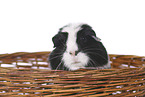 smoothhaired guinea pig