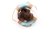 guinea pig