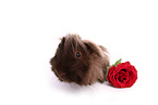 guinea pig