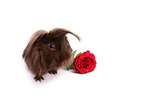 guinea pig
