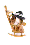 guinea pig