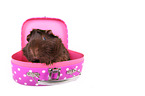 guinea pig