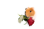 guinea pig