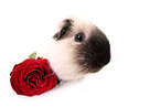 guinea pig