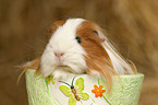 guinea pig