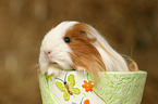 guinea pig