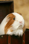guinea pig