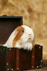 guinea pig