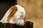 guinea pig