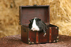 guinea pig
