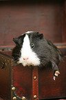 guinea pig
