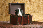 guinea pig