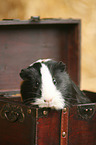 guinea pig
