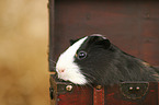 guinea pig