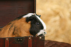 guinea pig
