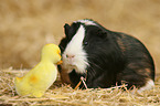 guinea pig