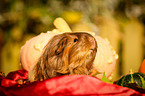 longhaired guinea pig