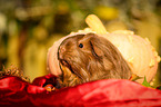 longhaired guinea pig