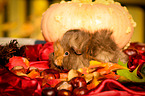 guinea pig in autumn foliage