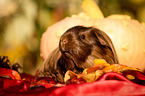 guinea pig in autumn foliage