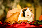 guinea pig in autumn foliage