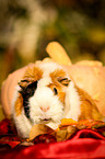 guinea pig in autumn foliage